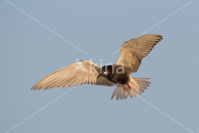 Black Tern (Chlidonias niger)