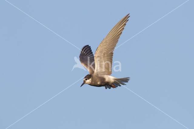 Black Tern (Chlidonias niger)