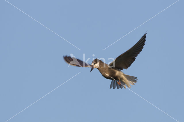 Black Tern (Chlidonias niger)