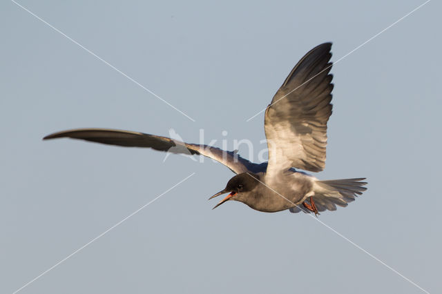 Black Tern (Chlidonias niger)