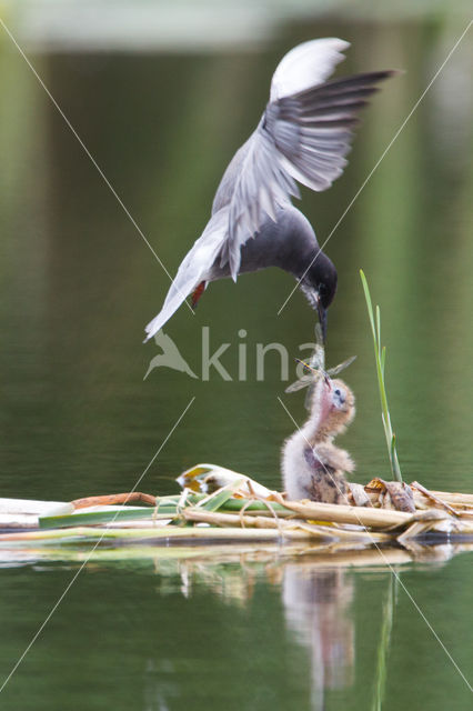 Black Tern (Chlidonias niger)