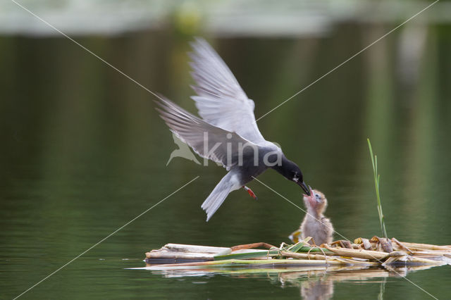 Black Tern (Chlidonias niger)