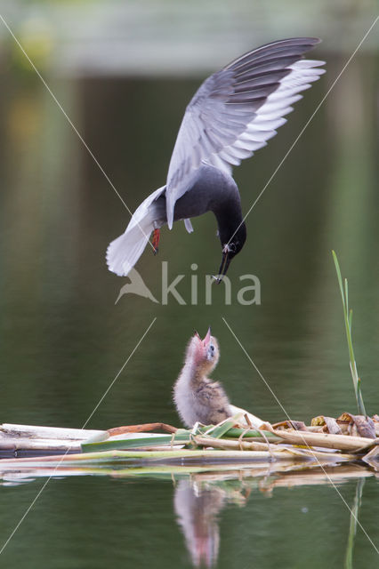 Black Tern (Chlidonias niger)