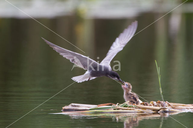 Black Tern (Chlidonias niger)