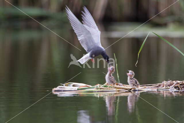 Black Tern (Chlidonias niger)