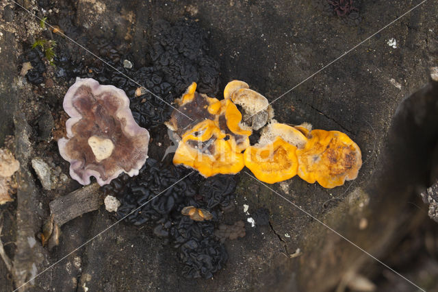 black Witches butter (Exidia plana)