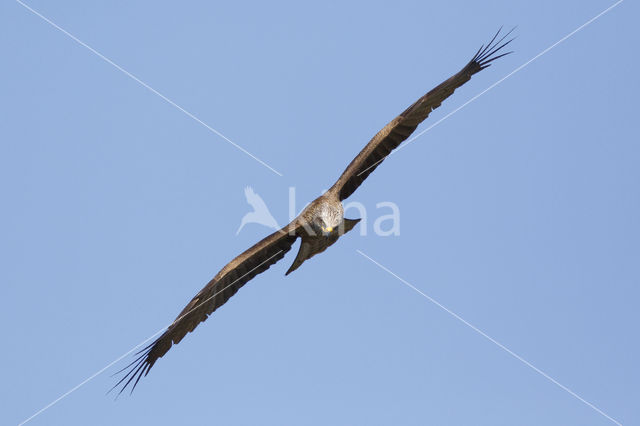 Black Kite (Milvus migrans)