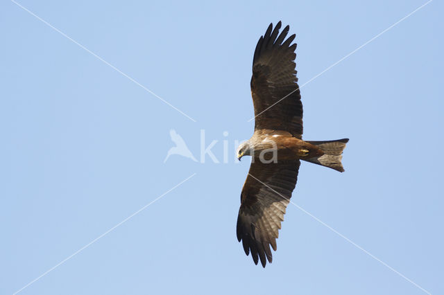 Black Kite (Milvus migrans)