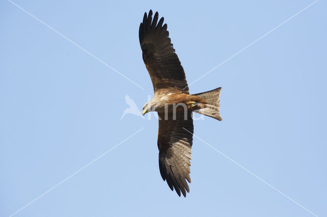 Zwarte Wouw (Milvus migrans)