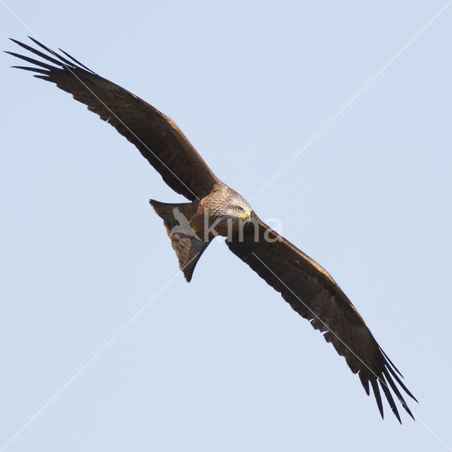 Black Kite (Milvus migrans)