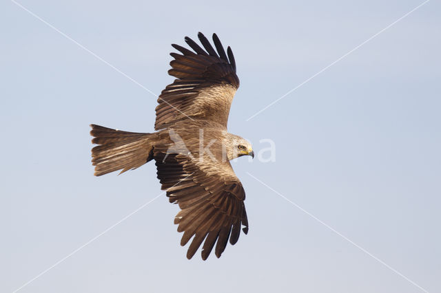 Zwarte Wouw (Milvus migrans)