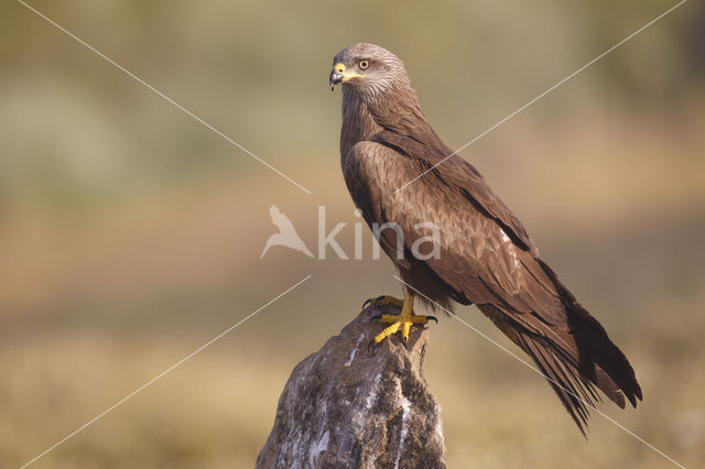 Black Kite (Milvus migrans)