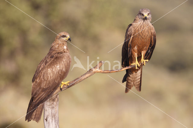 Black Kite (Milvus migrans)