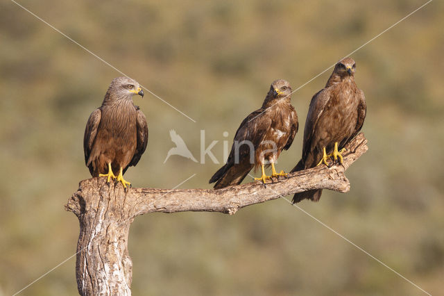 Black Kite (Milvus migrans)