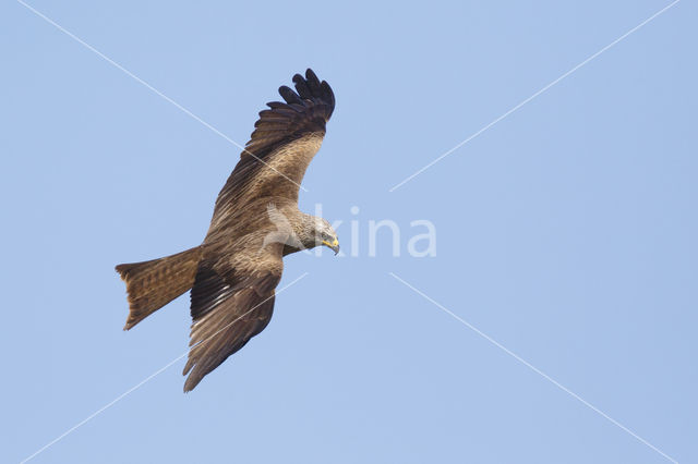 Black Kite (Milvus migrans)