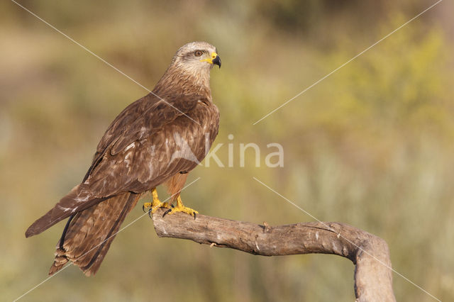 Black Kite (Milvus migrans)