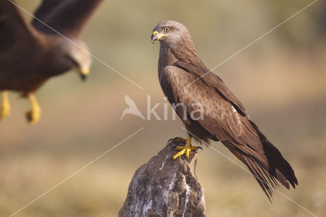 Black Kite (Milvus migrans)