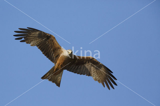 Black Kite (Milvus migrans)