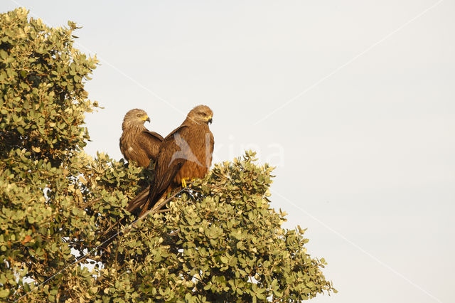 Zwarte Wouw (Milvus migrans)