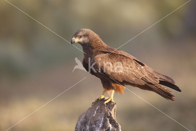 Zwarte Wouw (Milvus migrans)