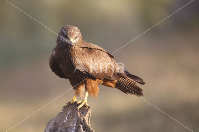 Black Kite (Milvus migrans)