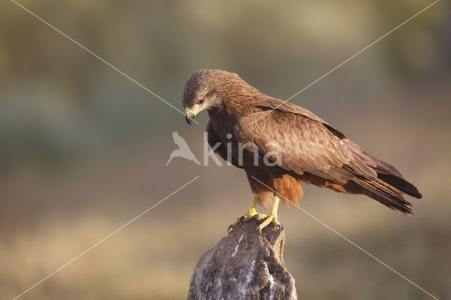 Zwarte Wouw (Milvus migrans)