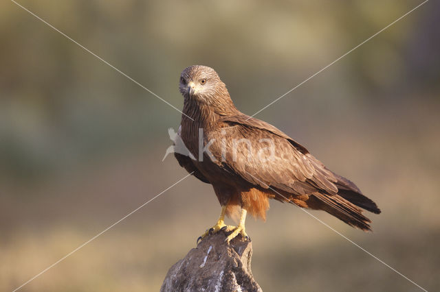 Zwarte Wouw (Milvus migrans)