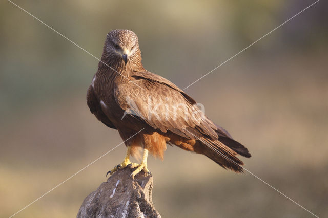 Black Kite (Milvus migrans)