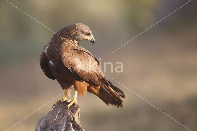 Zwarte Wouw (Milvus migrans)