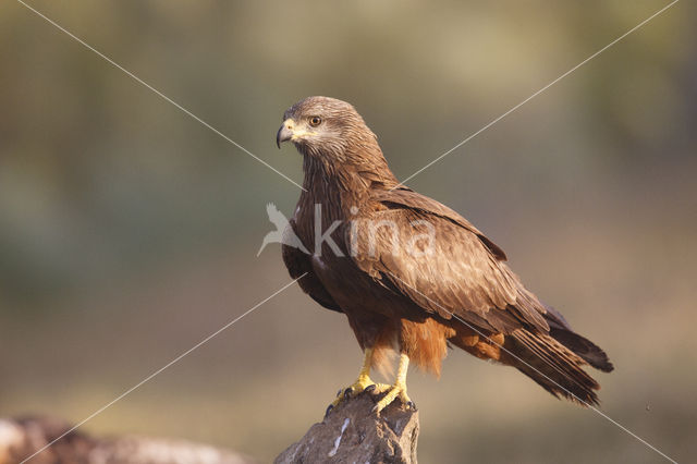 Black Kite (Milvus migrans)