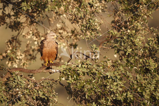 Black Kite (Milvus migrans)