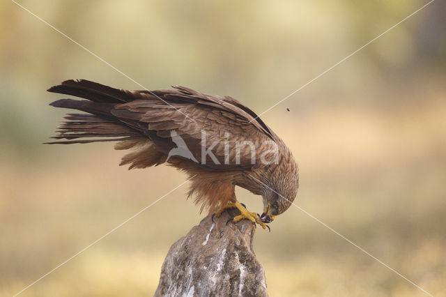 Zwarte Wouw (Milvus migrans)