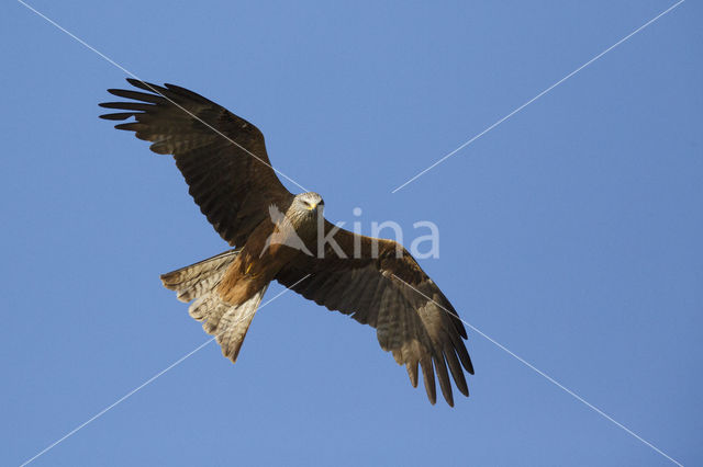 Black Kite (Milvus migrans)