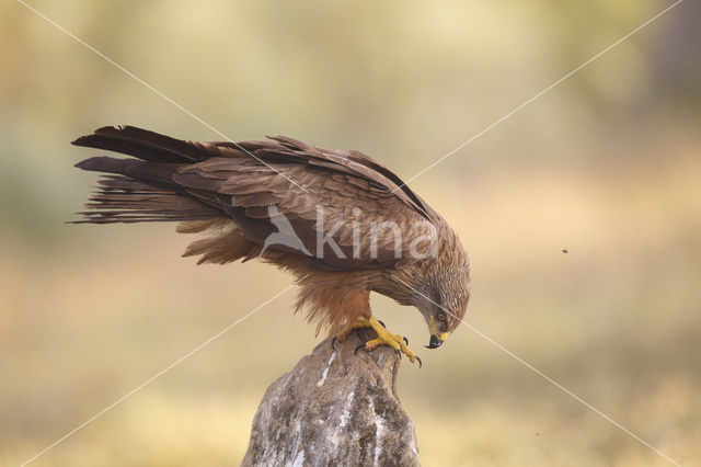 Zwarte Wouw (Milvus migrans)