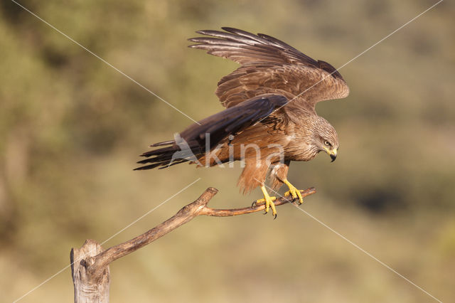 Black Kite (Milvus migrans)