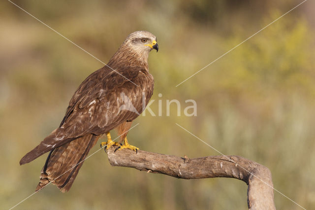 Black Kite (Milvus migrans)