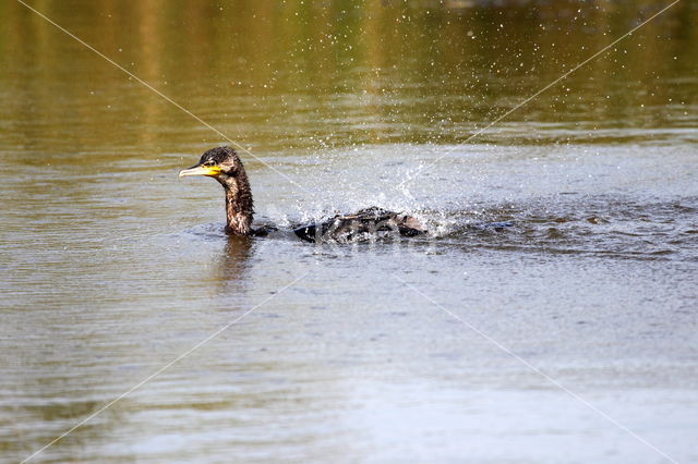 Great Cormorant (Phalacrocorax carbo)