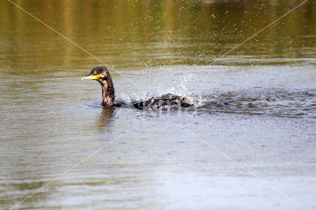 Aalscholver (Phalacrocorax carbo)