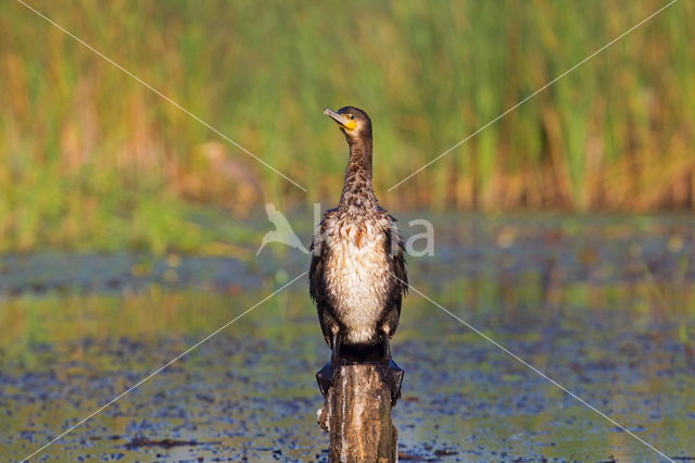 Great Cormorant (Phalacrocorax carbo)