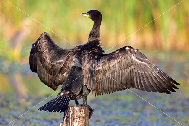 Aalscholver (Phalacrocorax carbo)