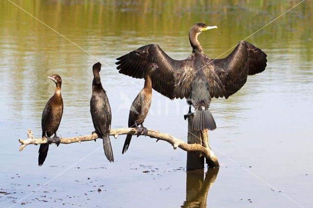 Great Cormorant (Phalacrocorax carbo)