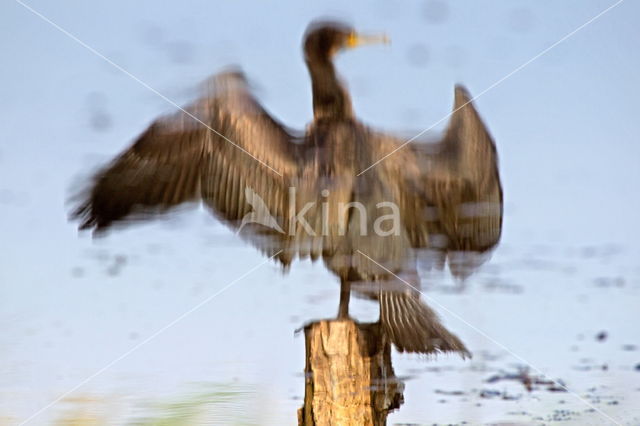 Aalscholver (Phalacrocorax carbo)