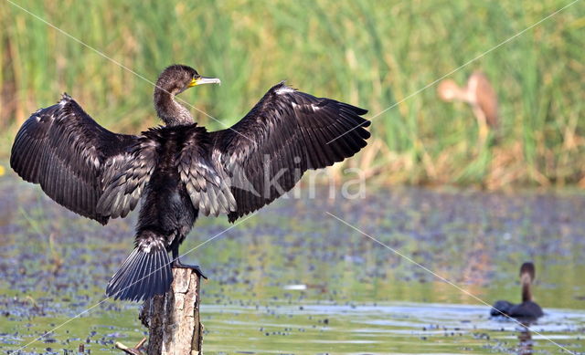 Great Cormorant (Phalacrocorax carbo)