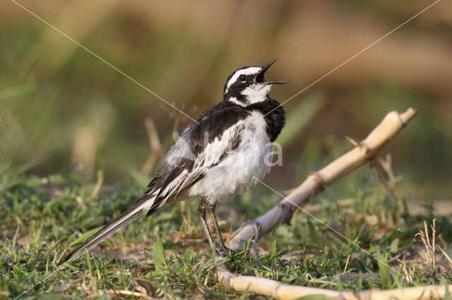 African Pied Wagtail (Motacilla aguimp)