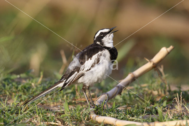 African Pied Wagtail (Motacilla aguimp)