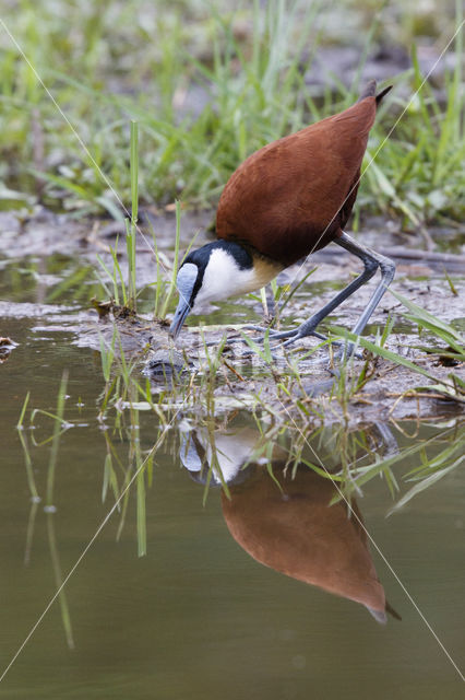 African jacana (Actophilornis africanus)