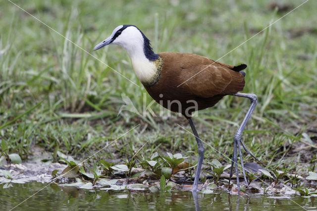 African jacana (Actophilornis africanus)