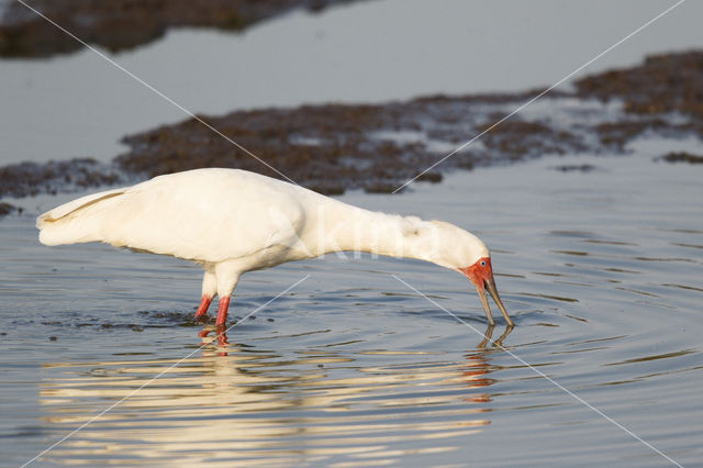 Afrikaanse Lepelaar (Platalea alba)