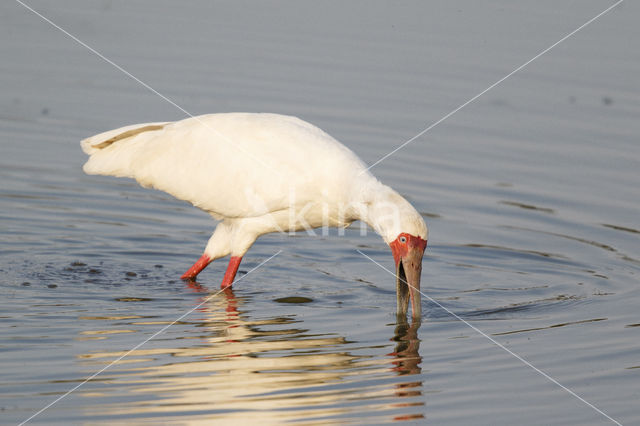 Afrikaanse Lepelaar (Platalea alba)