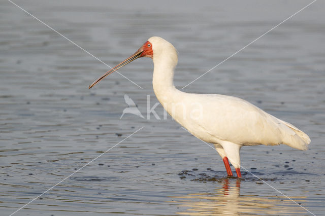 Afrikaanse Lepelaar (Platalea alba)